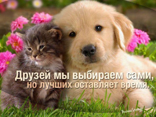 Поздравления с днем лучших друзей Поздравления с днем лучших друзей