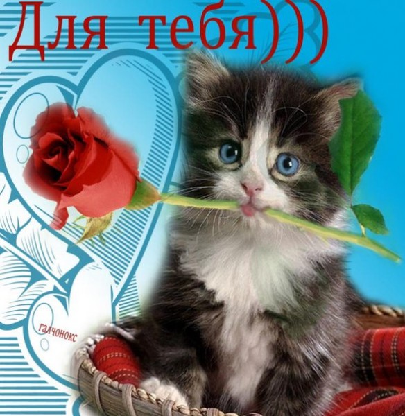 Открытки для девушки котята Открытки для девушки котята