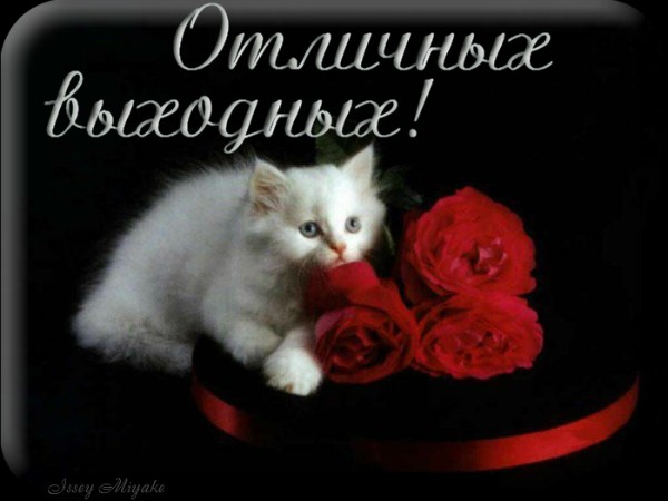 Открытки цветы для тебя с животными 176