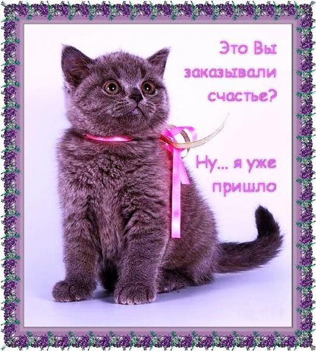 Открытка с прикольным котенком Открытка с прикольным котенком