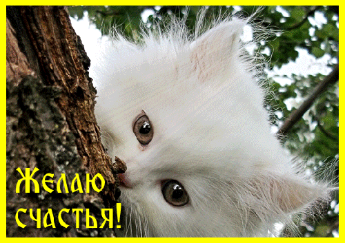 Мои открытки с животными 6