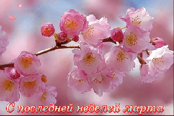 Открытки сакура Открытки сакура