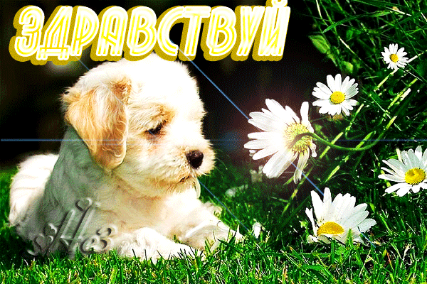 Открытка сестра привет 53