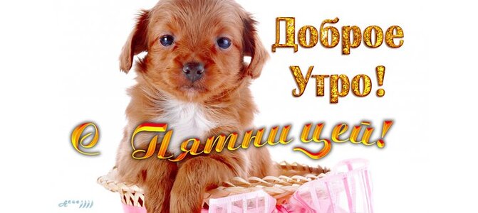 Открытка с собачкой доброе утро
