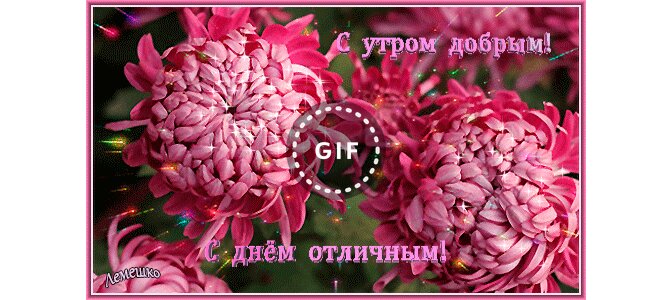 Красивые открытки с хризантемами доброе утро
