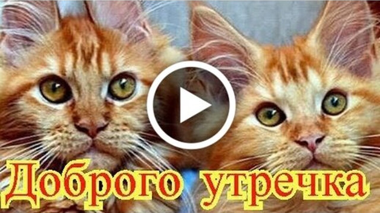 Смешное Видео Про Животных Новый Год Смешное Видео Про Животных Новый Год