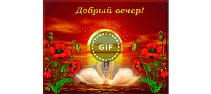 Открытки добрый вечер солнышко мое, цветами