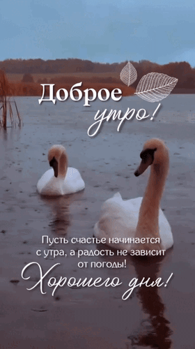 Анимированная открытка Доброе утро! Хорошего дня! Пусть счастье начинается с утра, а радость не зависит от погоды!