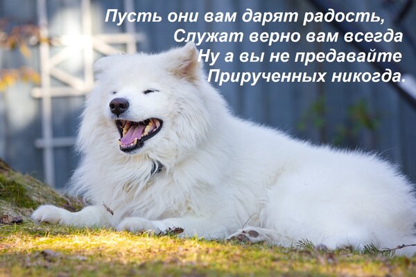 Открытка Пусть они вам дарят радость, Служат верно вам всегда, Ну а вы не предавайте Прирученных никогда.