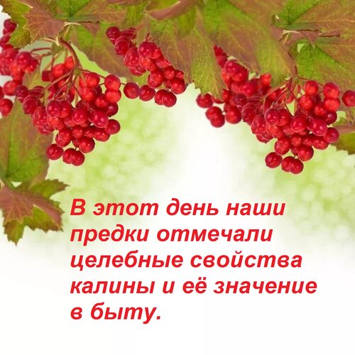Открытка В этот день наши предки отмечали целебные свойства калины и её значение в быту.
