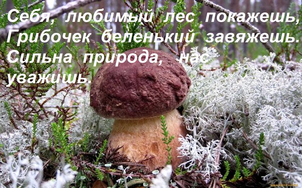 Открытка Себя, любимый лес покажешь, Грибочек беленький завяжешь. Сильна природа, нас уважишь.