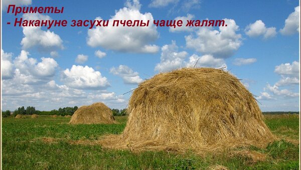 Открытка Приметы - Накануне засухи пчелы чаще жалят.