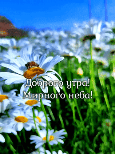 Анимированная открытка Доброго утра! Мирного неба!