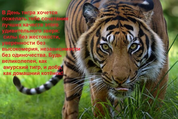 Открытка В День тигра хочется пожелать тебе сочетания лучших качеств этого удивительного зверя: силы без жест