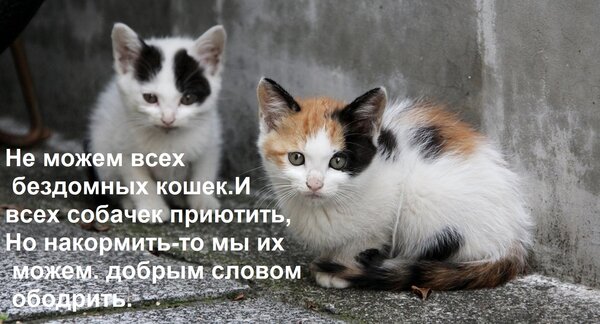 Открытка Не можем всех бездомных кошек.И всех собачек приютить,Но накормить-то мы их можем. добрым словом