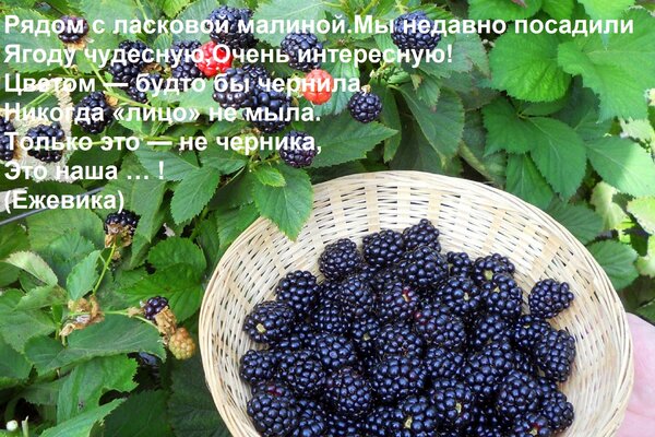 Открытка Рядом с ласковой малиной Мы недавно посадили Ягоду чудесную, Очень интересную! Цветом — будто бы чер