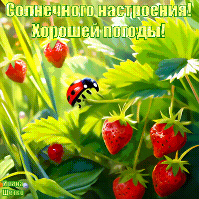 Анимированная открытка Солнечного настроения!