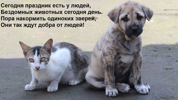 Открытка Сегодня праздник есть у людей, Бездомных животных сегодня день. Пора накормить одиноких зверей, Они