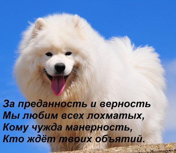 Открытка За преданность и верность Мы любим всех лохматых, Кому чужда манерность, Кто ждёт твоих объятий.