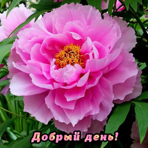 Открытка Добрый день!