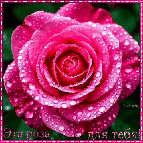 Анимированная открытка Эта роза для тебя!