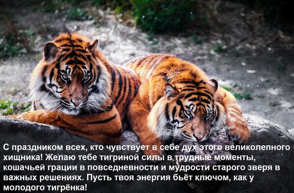 Открытка С праздником всех, кто чувствует в себе дух этого великолепного хищника! Желаю тебе тигриной силы в