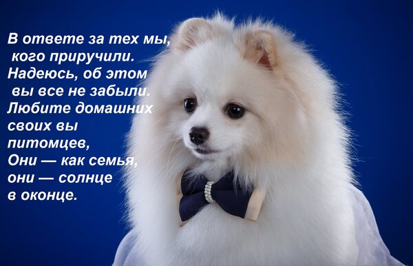 Открытка В ответе за тех мы, кого приручили. Надеюсь, об этом вы все не забыли. Любите домашних своих вы пито