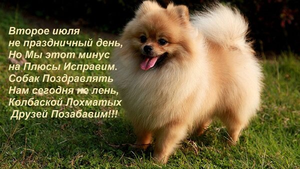 Открытка Второе июля не праздничный день, Но Мы этот минус на Плюсы Исправим. Собак Поздравлять Нам сегодня н