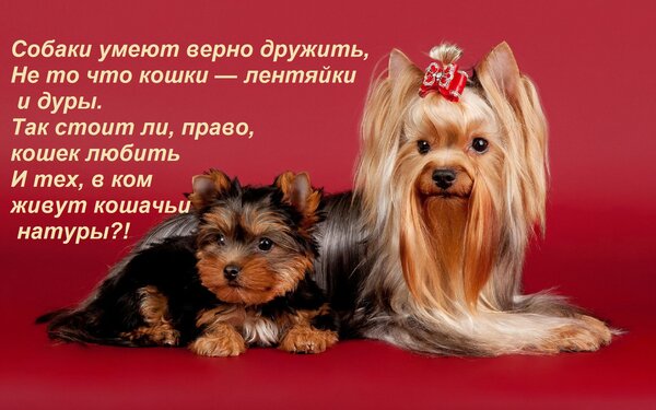 Открытка Собаки умеют верно дружить, Не то что кошки — лентяйки и дуры. Так стоит ли, право, кошек любить И т