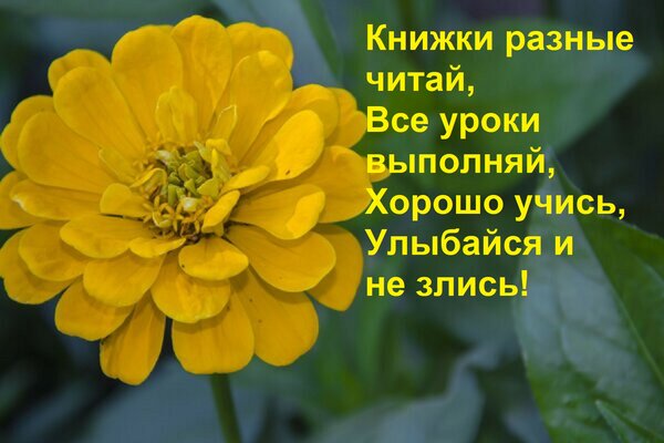 Открытка Книжки разные читай, Все уроки выполняй, Хорошо учись, Улыбайся и не злись!