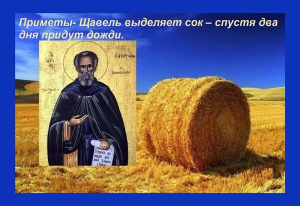 Открытка Приметы- Щавель выделяет сок – спустя два дня придут дожди.