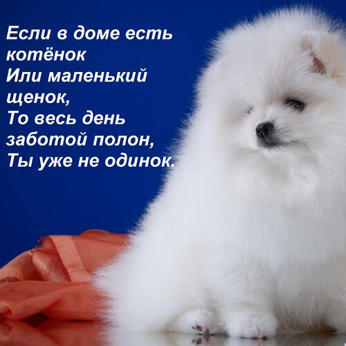 Открытка Если в доме есть котёнок Или маленький щенок, То весь день заботой полон, Ты уже не одинок.