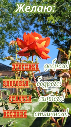 Открытка Желаю: вторника доброго, здоровья бодрого, счастья личного, везения отличного.