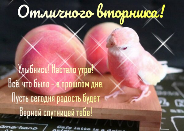 Открытка Отличного вторника! Улыбнись! Настало утро! Всё, что было, — в прошлом дне. Пусть сегодня радость бу