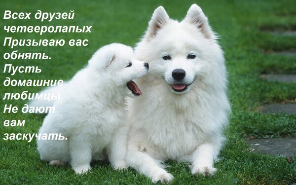 Открытка Всех друзей четверолапых Призываю вас обнять. Пусть домашние любимцы Не дают вам заскучать.