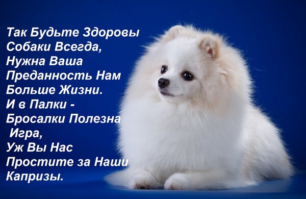 Открытка Так Будьте Здоровы Собаки Всегда, Нужна Ваша Преданность Нам Больше Жизни. И в Палки - Бросалки Поле