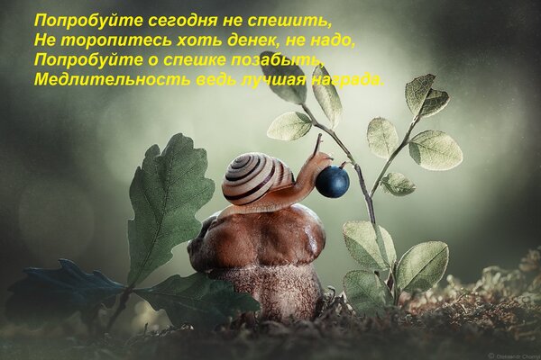 Открытка Попробуйте сегодня не спешить, Не торопитесь хоть денек, не надо, Попробуйте о спешке позабыть, Медл