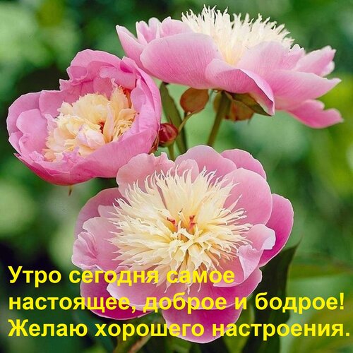 Открытка Утро сегодня самое настоящее, доброе и бодрое! Желаю хорошего настроения.
