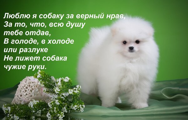 Открытка Люблю я собаку за верный нрав, За то, что, всю душу тебе отдав, В голоде, в холоде или разлуке Не ли