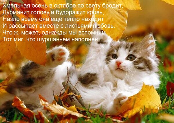 Открытка Хмельная осень в октябре по свету бродит, Дурманит голову и будоражит кровь, Назло всему она ещё теп