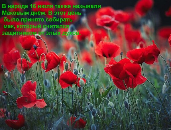 Открытка В народе 16 июля также называли Маковым днём. В этот день было принято собирать мак, который считалс