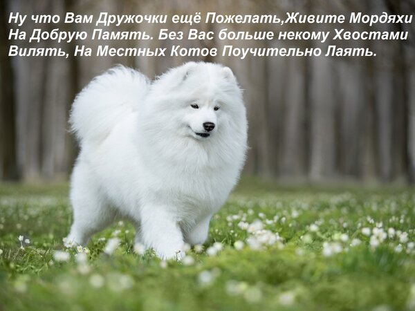 Открытка Ну что Вам Дружочки ещё Пожелать, Живите Мордяхи На Добрую Память. Без Вас больше некому Хвостами Ви