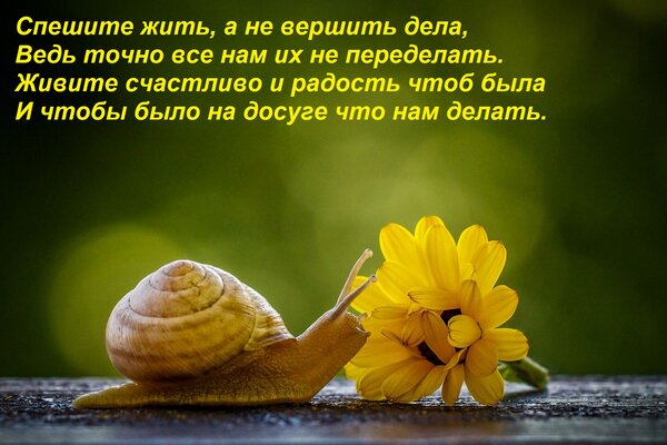 Открытка Спешите жить, а не вершить дела, Ведь точно все нам их не переделать. Живите счастливо и радость что