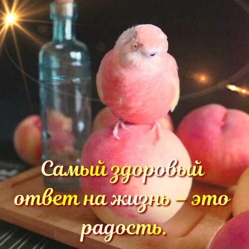 Открытка Самый здоровый ответ на жизнь – это радость.