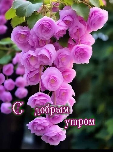 Открытка С добрым утром