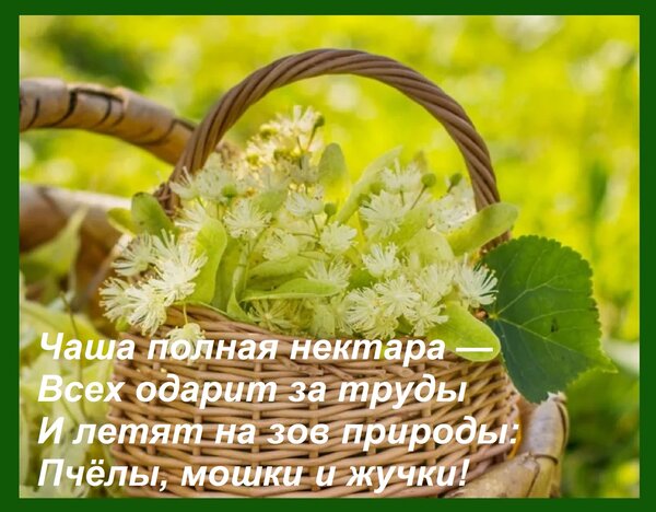 Открытка Чаша полная нектара — Всех одарит за труды И летят на зов природы: Пчёлы, мошки и жучки!