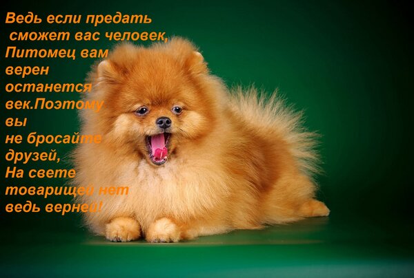 Открытка Ведь если предать сможет вас человек, Питомец вам верен останется век. Поэтому вы не бросайте друзей