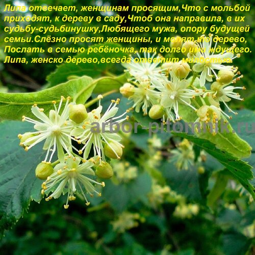 Открытка Липа отвечает, женщинам просящим, Что с мольбой приходят, к дереву в саду, Чтоб она направила, в их