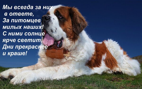 Открытка Мы всегда за них в ответе, За питомцев милых наших! С ними солнце ярче светит, Дни прекраснее и краш