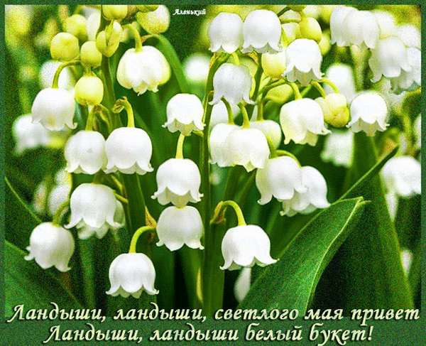 Анимированная открытка Ландыши, ландыши светлого мая привет!
